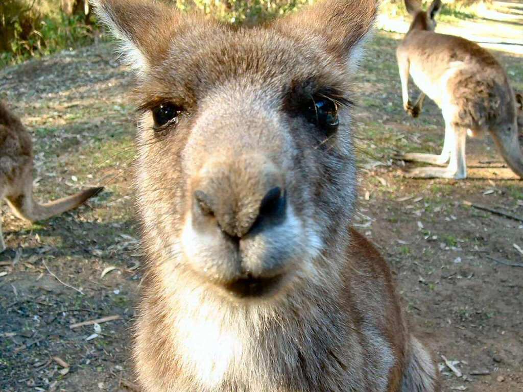 Kangaroo Close.jpg